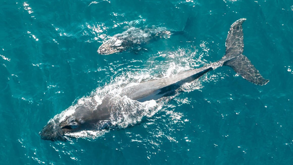 30 pct global ocean protection target not enough for marine giants: study