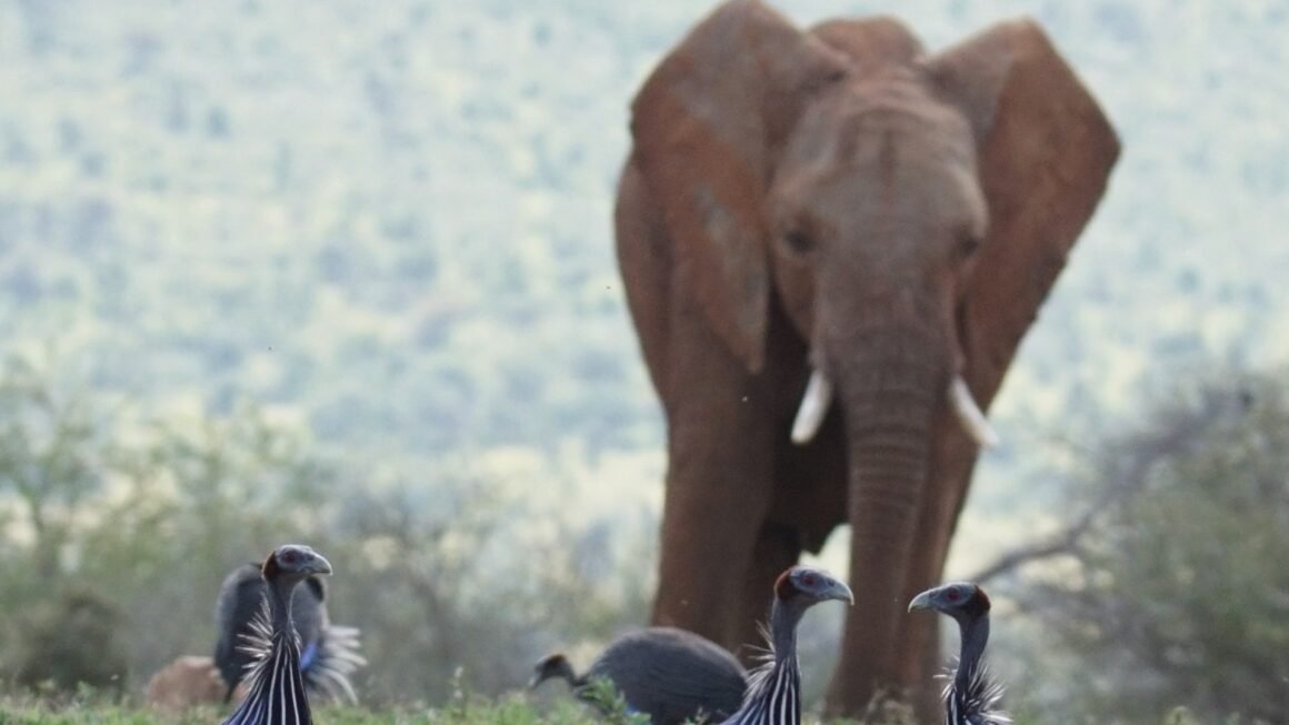Wild guineafowl study reveals pressure of animal leading