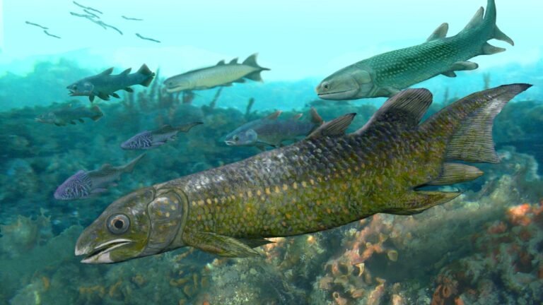 Scientists find new clues in ancient lungfish fossils from Australia, China